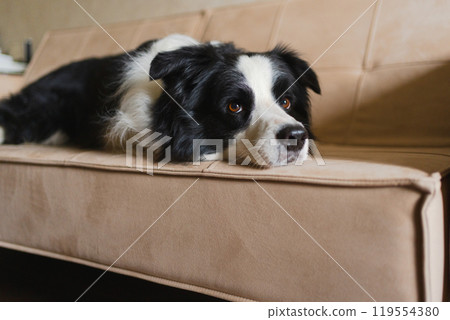 Cute puppy dog border collie lying down playing with funny face on couch at home indoors. Pet dog resting ready to sleep on cozy sofa. Funny emotional dog Love for pets friendship companion pet care Cute puppy dog border collie lying down playing with funny face on couch at home indoors. Pet dog resting ready to sleep on cozy sofa. Funny emotional dog Love for pets friendship companion pet care 119554380