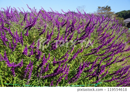 Amethyst Sage (Mexican Sage) 119554618