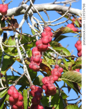 Kobushi水果色紅色 119554798