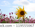波斯菊田裡的向日葵 波斯菊田裡的向日葵 119555067