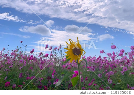 單一的波斯菊和向日葵在藍天的映襯下閃閃發光 119555068