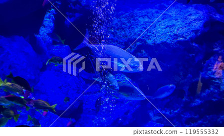 underwater wild world with tropical fish underwater wild world with tropical fish 119555332