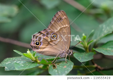 棕色蝴蝶棲息在綠葉上 119555419