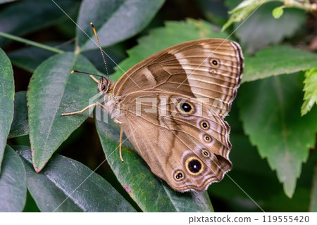 A brown night owl butterfly resting on a green leaf A brown night owl butterfly resting on a green leaf 119555420