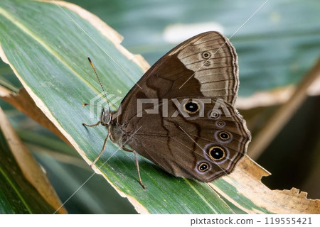 A brown night owl butterfly resting on a green leaf 119555421