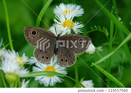 A small-spotted butterflies sucking nectar from the white flowers of a phillybum 119557080