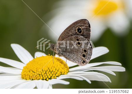 Himeurananamijanome 從白色瑪格麗特花中吸取花蜜 119557082