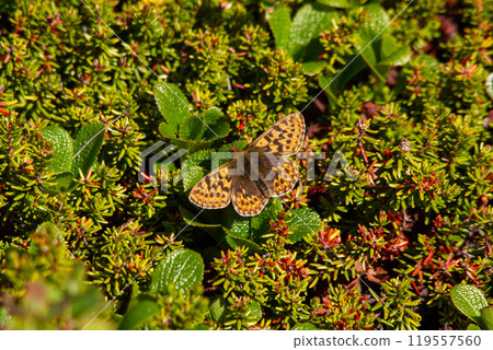 Asahi leopard butterfly 119557560