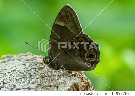 A black hawk moth resting on a tree stump 119557635