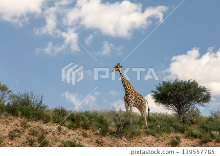 Cute Angolan giraffe (Giraffa camelopardalis angolensis), Kalahari, South Africa wildlife Cute Angolan giraffe (Giraffa camelopardalis angolensis), Kalahari, South Africa wildlife 119557785