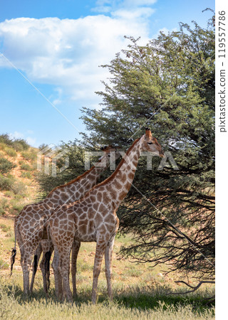 Cute Angolan giraffe (Giraffa camelopardalis angolensis), Kalahari, South Africa wildlife Cute Angolan giraffe (Giraffa camelopardalis angolensis), Kalahari, South Africa wildlife 119557786