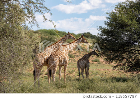 Cute Angolan giraffe (Giraffa camelopardalis angolensis), Kalahari, South Africa wildlife 119557787