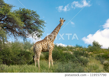 Cute Angolan giraffe (Giraffa camelopardalis angolensis), Kalahari, South Africa wildlife 119557790