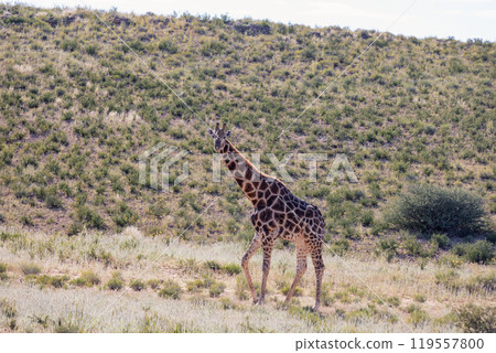 Cute Angolan giraffe (Giraffa camelopardalis angolensis), Kalahari, South Africa wildlife 119557800
