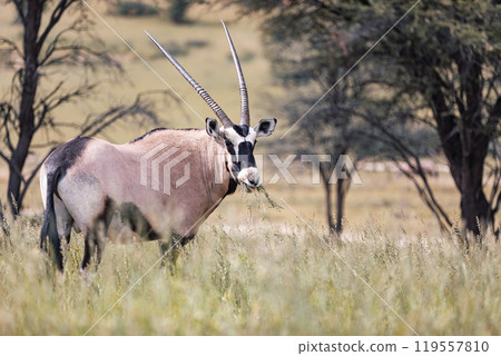Gemsbok, (Oryx gazella) in Kalahari, South Africa 119557810
