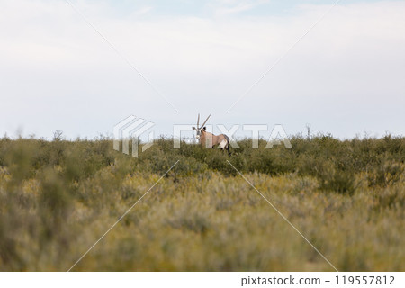 Gemsbok, (Oryx gazella) in Kalahari, South Africa 119557812