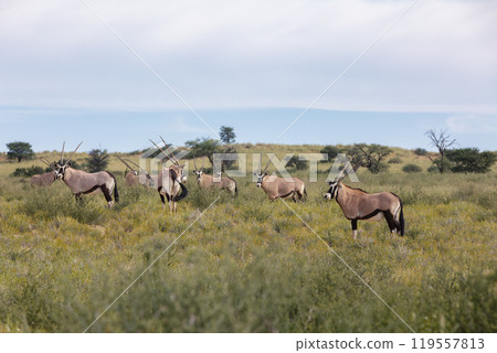Gemsbok, (Oryx gazella) in Kalahari, South Africa 119557813
