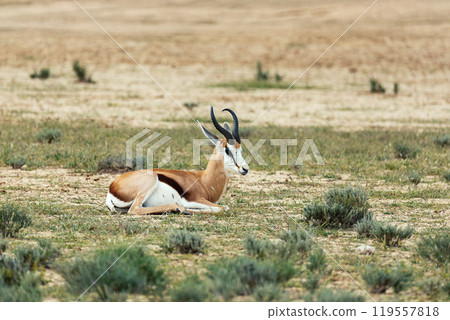 Springbok in kalahari, South Africa wildlife 119557818