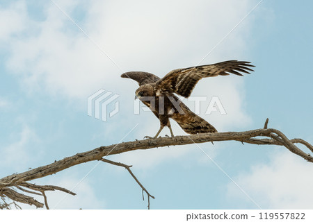 Tawny eagle bird of prey outh Africa safari wildlife Tawny eagle bird of prey outh Africa safari wildlife 119557822