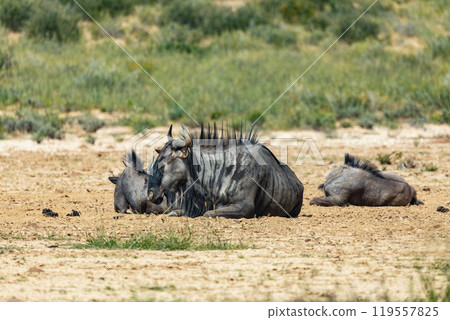 Blue Wildebeest in Kalahari, South Africa 119557825