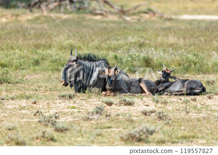 Blue Wildebeest in Kalahari, South Africa 119557827