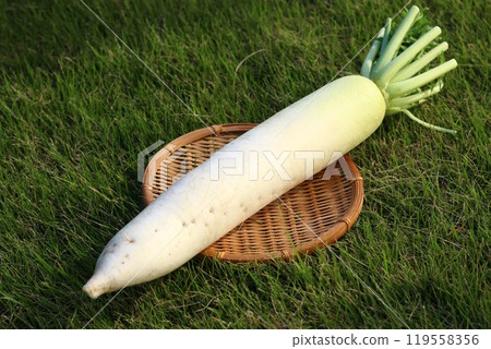 Radish on a colander 119558356