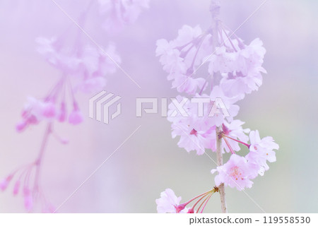 柔軟濕潤的垂枝櫻花特寫 119558530