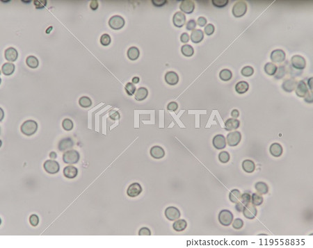 麵包酵母的顯微照片 麵包酵母的顯微照片 119558835