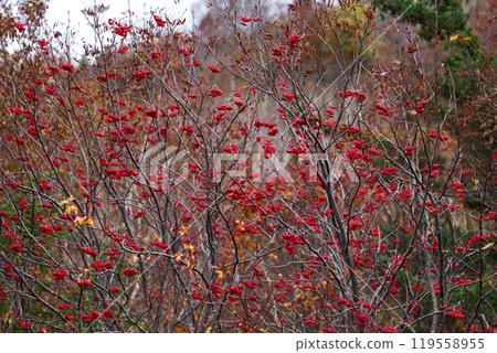 Beautiful autumn foliage at Hachimantai in Iwate Prefecture, with its rowan trees Beautiful autumn foliage at Hachimantai in Iwate Prefecture, with its rowan trees 119558955