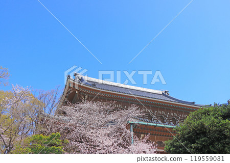 愛知縣名古屋市東別院本堂及櫻花風景 愛知縣名古屋市東別院本堂及櫻花風景 119559081