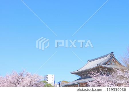 愛知縣名古屋市東別院本堂及櫻花風景 119559086
