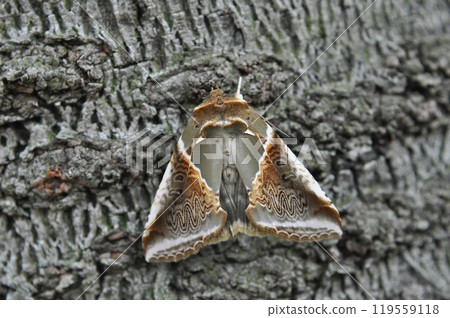 Ayatogariba 119559118