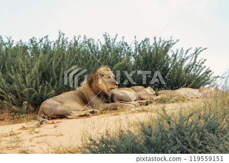 Lion Lying in Kalahari desert, South Africa wildlife 119559151