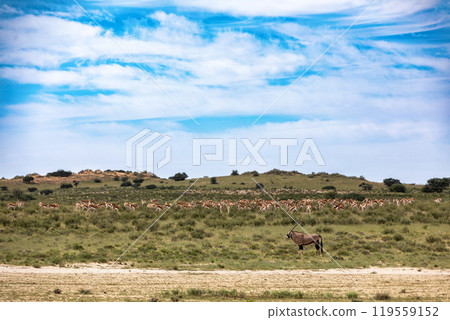 Gemsbok, (Oryx gazella) in Kalahari, South Africa 119559152