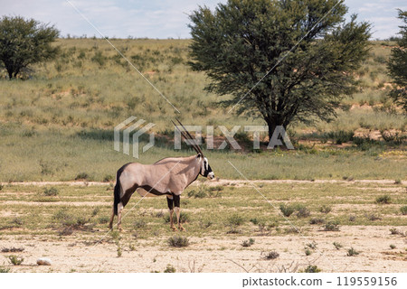 Gemsbok, (Oryx gazella) in Kalahari, South Africa 119559156