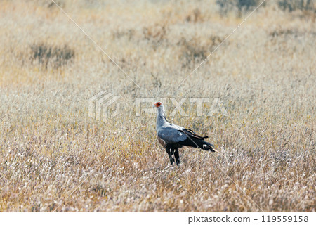 Secretary bird (Sagittarius serpentarius) Kalahari Transfrontier Park, South Africa 119559158