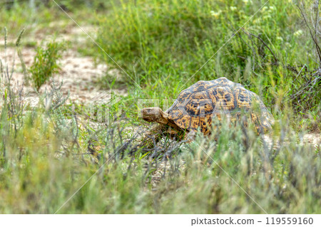 Turtle leopard tortoise (Stigmochelys pardalis), South Africa wildlife Turtle leopard tortoise (Stigmochelys pardalis), South Africa wildlife 119559160