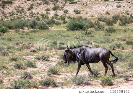 Blue Wildebeest in Kalahari, South Africa 119559161