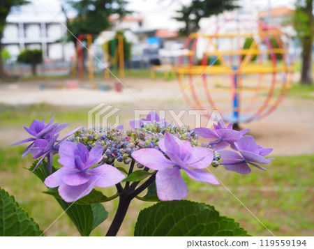 Hydrangea blooming in the park Hydrangea blooming in the park 119559194