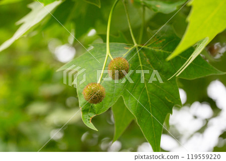 Leaves and fruits of Platanus occidentalis, also known as American sycamore. Leaves and fruits of Platanus occidentalis, also known as American sycamore. 119559220