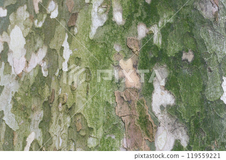 Platanus occidentalis tree bark texture close up. A tree shedding bark. The pattern is similar to a military camouflage pattern. 119559221