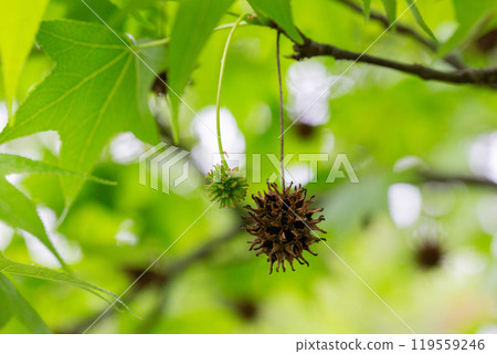 Young green leaves and spiky balls of seeds of Liquidambar styraciflua tree, commonly called American sweet gum (amber tree) against blurred backdrop of greenery. Young green leaves and spiky balls of seeds of Liquidambar styraciflua tree, commonly called American sweet gum (amber tree) against blurred backdrop of greenery. 119559246