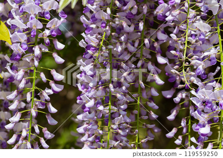Close up macro on glycine flowers in full bloom during springtime. 119559250