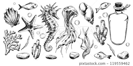 Seahorse and jellyfish with shells, starfish, seaweed, corals, sea sponges, fish and pebbles, glass bottle. Hand drawn graphic illustration in black and white color line art Set of individual elements Seahorse and jellyfish with shells, starfish, seaweed, corals, sea sponges, fish and pebbles, glass bottle. Hand drawn graphic illustration in black and white color line art Set of individual elements 119559462
