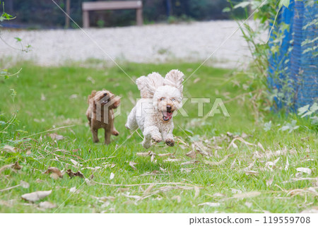 Toy poodle dog run chase 119559708