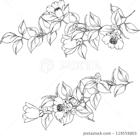Pen-drawn line illustration of camellia Pen-drawn line illustration of camellia 119559803