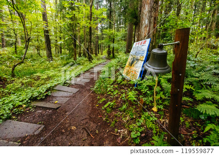 Walking Trail Near Togakushi Shrine in Japan Walking Trail Near Togakushi Shrine in Japan 119559877