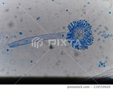 Aspergillus spores that look like flowers 119559926