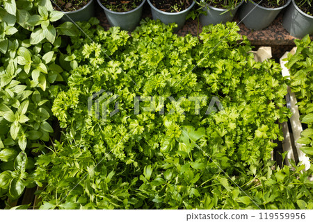 Close up of beautiful eco parsley green plants for sale at a garden center. Herbs and flowers at the market Close up of beautiful eco parsley green plants for sale at a garden center. Herbs and flowers at the market 119559956