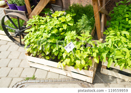 Pots of assorted fresh aromatic culinary mint, herbs in a wooden crate in a garden for use in cooking. Various potted herbs like oregano, marjoram or rosemary being sold at market 119559959